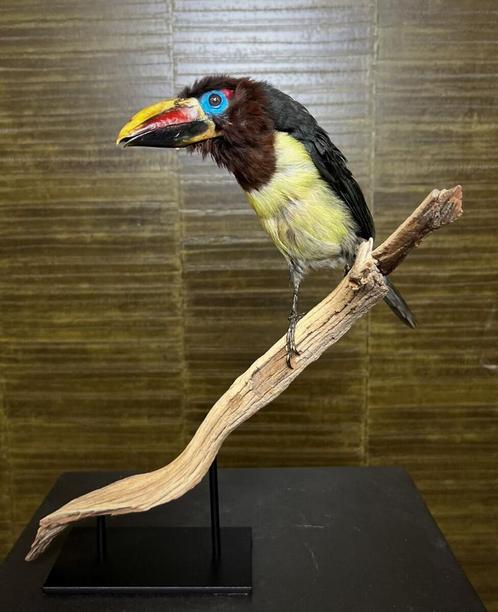 Groene Arassari Taxidermie Opgezette Dieren By Max, Verzamelen, Dierenverzamelingen, Opgezet dier, Nieuw, Vogel, Ophalen of Verzenden