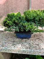 Jeneverbes bonsai (Juniperus) - Hoogte (boom): 16 cm -