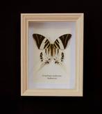 Vlinder Taxidermie volledige montage - Graphium androclus -