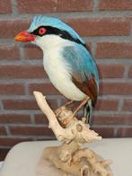 groene Kitta Taxidermie volledige montage - Cissa chinensis, Verzamelen, Nieuw