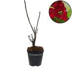 Rode aalbes Rolan, Tuin en Terras, Planten | Fruitbomen, Verzenden, Halfschaduw