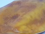 Oude honing Baltisch amber steen 149.gr - Barnsteen - Baltic, Verzamelen, Mineralen en Fossielen