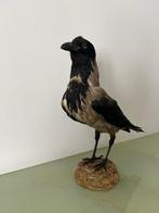 Kraai Taxidermie volledige montage - Corvus Cornix - 40 cm -, Nieuw