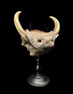 Curiosity Cabinet -Warthog snout on blackened wooden museum