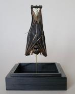 Vleermuis Taxidermie volledige montage - Tylonycteris, Antiek en Kunst