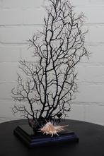 Fine Gorgonian Sea Fan / zeewaaier koraal op houten sokkel, Antiek en Kunst, Curiosa en Brocante
