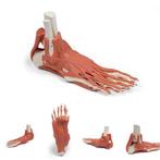 Anatomie model voet met spieren en pezen, Verzenden, Nieuw