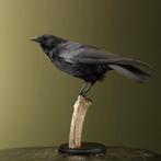 Kraai Taxidermie Opgezette Dieren By Max, Ophalen of Verzenden, Nieuw, Vogel, Opgezet dier
