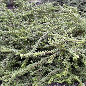 Lonicera nitida ‘Maigrun’ - (kamperfoeli) - Bodembedekker beschikbaar voor biedingen