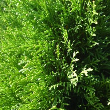 Thuja Occidentalis Smaragd Pre-order (groen, Coniferen)