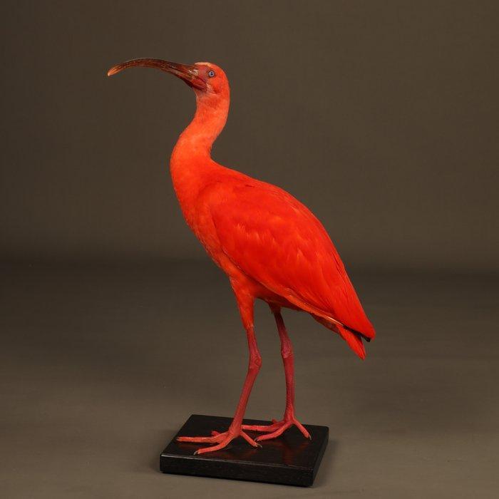 scharlaken ibis Taxidermie volledige montage - Eudocimus, Verzamelen, Dierenverzamelingen