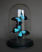 Vlinder Taxidermie volledige montage - Papilio Ulysses, Verzamelen, Dierenverzamelingen, Nieuw