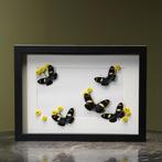Vlinders in Lijst Taxidermie Opgezette Dieren By Max, Verzamelen, Ophalen of Verzenden, Nieuw, Insect, Opgezet dier