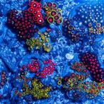 Zoanthus tuintje (Mix van verschillende zoas) Ong. 10 cm dia, Ophalen of Verzenden, Nieuw