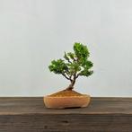 Hinoki cipres bonsai (Chamaecyparis obtusa) - Hoogte (boom):
