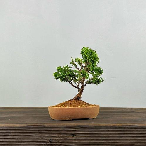 Hinoki cipres bonsai (Chamaecyparis obtusa) - Hoogte (boom):, Antiek en Kunst, Curiosa en Brocante