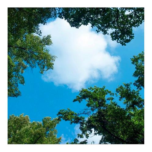 Wolk-bos plafond | Fotoprint | 1 paneel | 60x60cm, Zakelijke goederen, Kantoor en Winkelinrichting | Kantoormeubilair en Inrichting