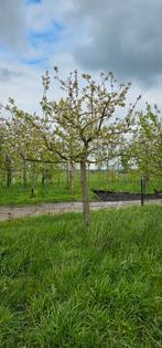 appelboom hoogstam  elstar goudreinette sterappel, In pot