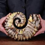 Gesneden ammoniet in septarium – beeldhouwkunstwerk, Antiek en Kunst