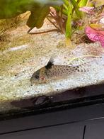 DEH Aquastore Diverse Aquariumvissen &  Garnalen 10% Korting, Dieren en Toebehoren, Vissen | Aquariumvissen, Vis, Zoetwatervis