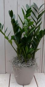 Zamioculcas in taupe pot 55 cm, Verzenden