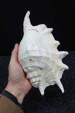 Chiragra Spider Conch Schelpdier - Lambis chiragra (Zonder, Verzamelen, Dierenverzamelingen, Nieuw