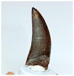 Dinosaurus - Fossiele tand - Black Serrated