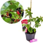 Morus Nigra + pot 19cm, Tuin en Terras, Verzenden, Volle zon