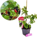 Morus Nigra + pot 19cm, Tuin en Terras, Planten | Fruitbomen, Volle zon, Verzenden