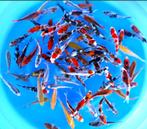 Otsuka 11-13cm (Japanse Koi), Karper of Koi