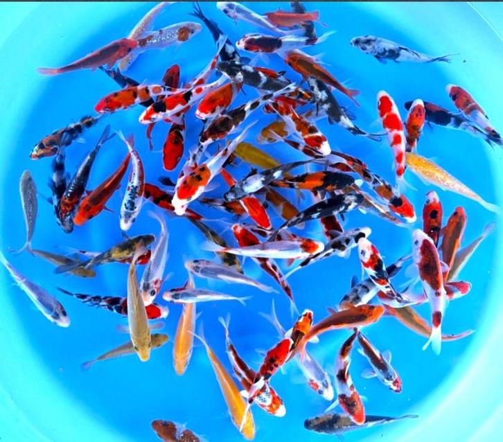 Otsuka 11-13cm (Japanse Koi), Dieren en Toebehoren, Vissen | Vijvervissen, Karper of Koi