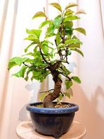 Pseudocydonia bonsai (kweepeer) - Hoogte (boom): 45 cm -