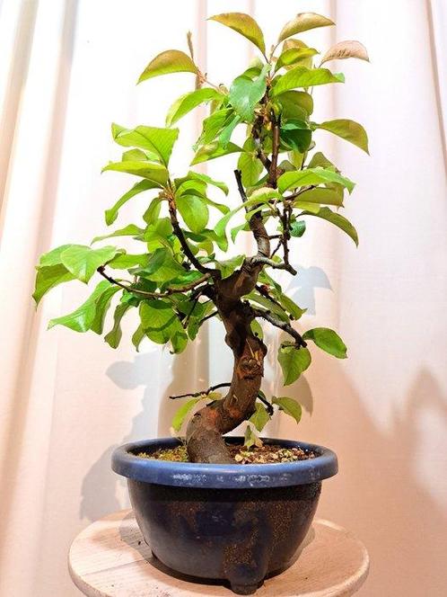 Pseudocydonia bonsai (kweepeer) - Hoogte (boom): 45 cm -, Antiek en Kunst, Curiosa en Brocante