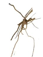 Driftwood Selected DW11 - 55x16x15cm (Small drift wood), Dieren en Toebehoren, Vissen | Aquaria en Toebehoren, Ophalen of Verzenden