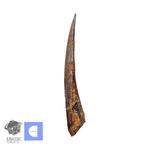Grote, mooi bewaarde 14 cm Hybodus haai dorsale stekel -