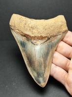 Megalodon - Fossiele tand - Otodus megalodon - 11.15 cm -, Verzamelen