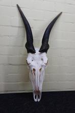 African Antelope Schedel - Common Eland - Taurotragus oryx -, Nieuw