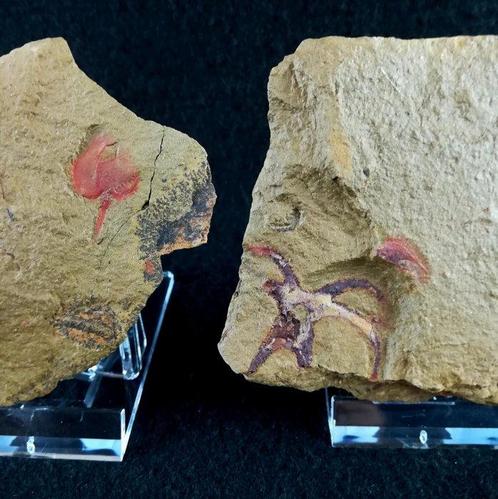Artrópode en primitieve stekelhuidigen!!! - Gefossiliseerd, Verzamelen, Mineralen en Fossielen