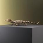 Krokodil Baby Taxidermie Opgezette Dieren By Max, Nieuw, Opgezet dier, Ophalen of Verzenden, Reptiel of Amfibie
