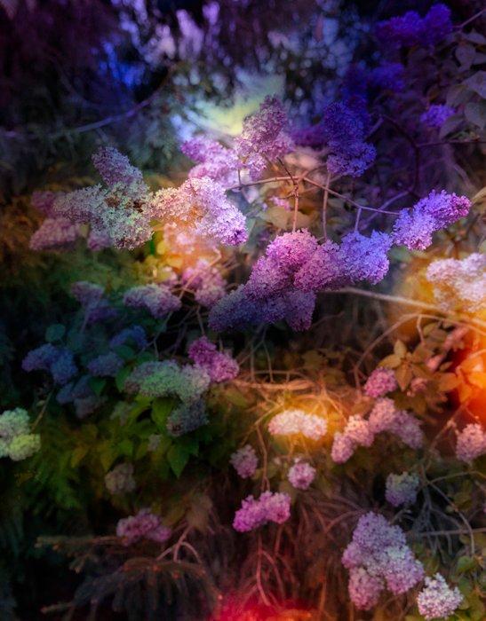 Viet Ha Tran - Like a dream, Antiek en Kunst, Kunst | Designobjecten