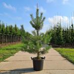 Grove den | Pinus sylvestris dennenboom, Tuin en Terras, Planten | Tuinplanten