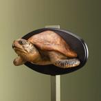 Schildpad Antiek Taxidermie Opgezette Dieren By Max, Verzamelen, Dierenverzamelingen, Ophalen of Verzenden, Nieuw, Reptiel of Amfibie