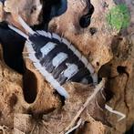 Porcellio Succinctus Black Ribs Isopods / Pissebedden, Dieren en Toebehoren, Overige soorten