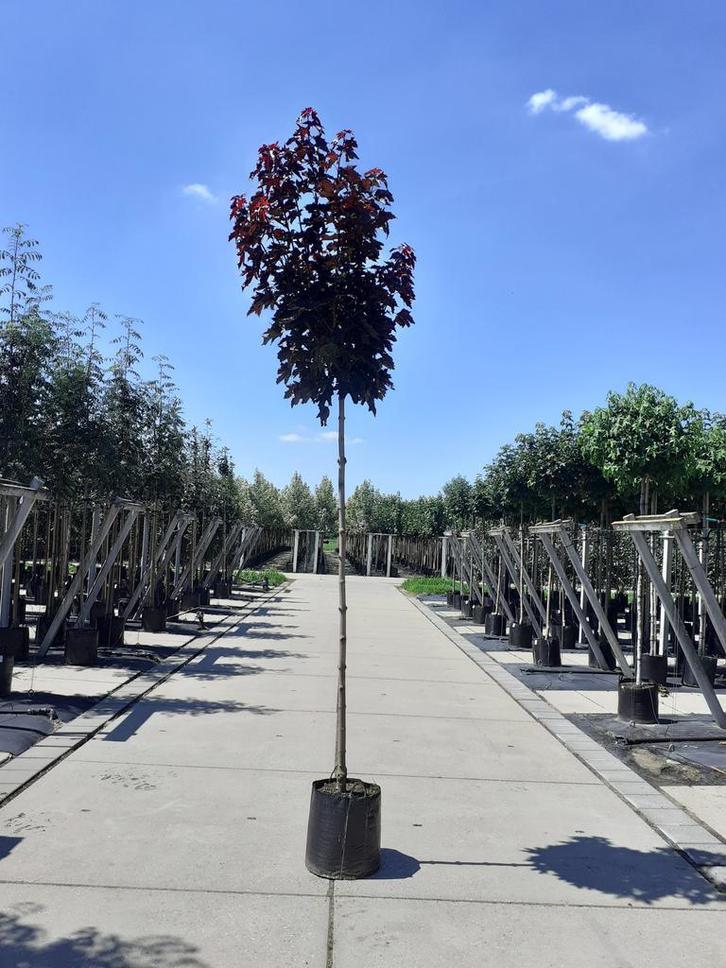 Bolbomen, Catalpa, esdoorn, sierkers, acacia etc. etc., Tuin en Terras, Planten | Bomen, 250 tot 400 cm, Overige soorten, Lente