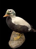 Eend Taxidermie volledige montage - Somateria fischeri - 45, Nieuw