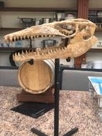 Dinosaurus - Fossiel skelet - 16 cm - 16 cm, Verzamelen