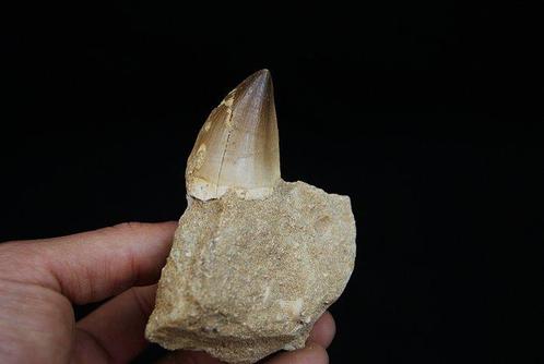 Indrukwekkende Mosasaurustand in Matrix - Fossiele tand -, Verzamelen, Mineralen en Fossielen
