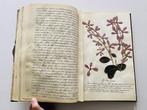Antique herbarium from Java (Dutch Indies) - 1890, Antiek en Kunst, Antiek | Boeken en Bijbels