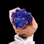 Azuriet bloem - Tounfite, Midelt, Marokko - Hoogte: 5.2 cm -