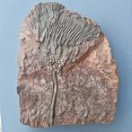 Crinoide - Gefossiliseerd dier - Scyphocrinus elegans - 252